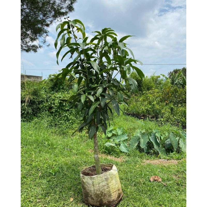 Bibit Mangga Red Ivory Tinggi 1 Meter Batang Besar Cepat Berbuah