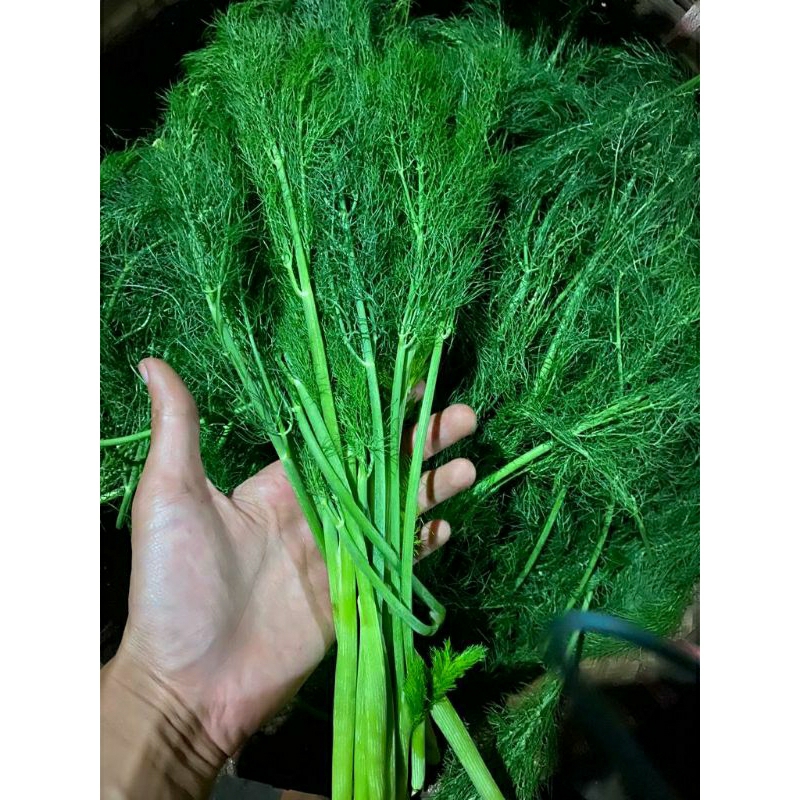 

1kg sayur adas sowa asli pegunungan menstabilkan gula darah memperlancar ASI