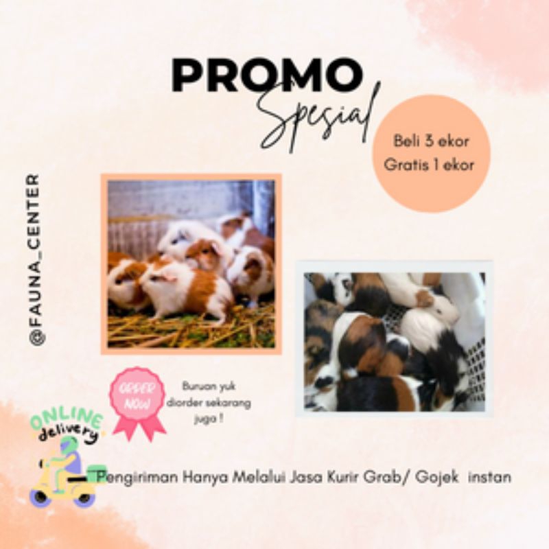 Marmut Lokal - Lucu dan Imut