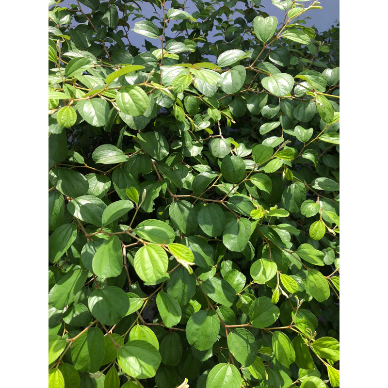 

Daun Bidara Segar untuk Pengobatan Herbal