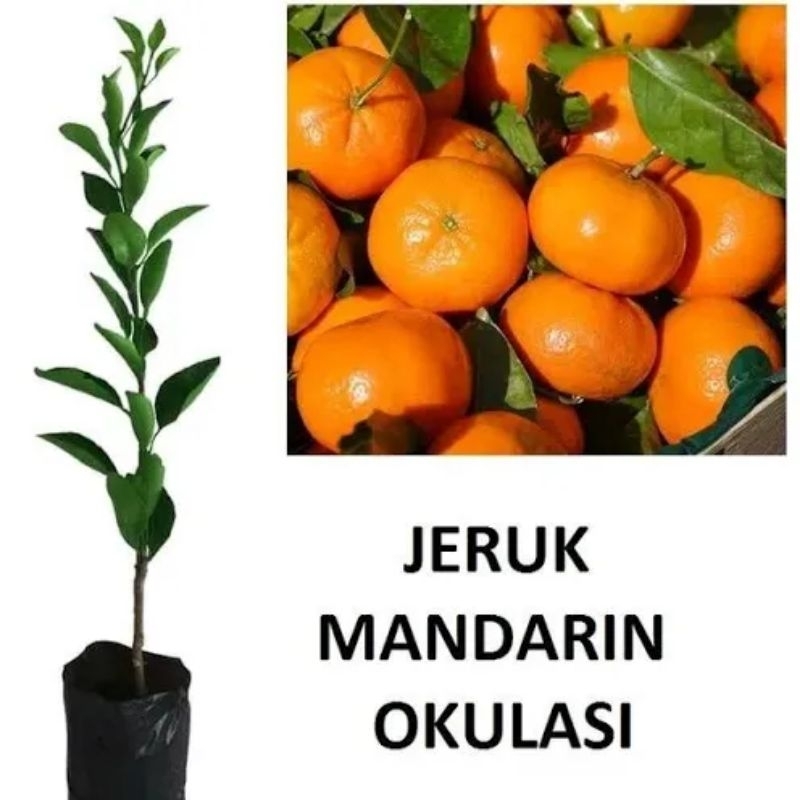 bibit tanaman jeruk mandarin okulasi lebih cepat berbuah
