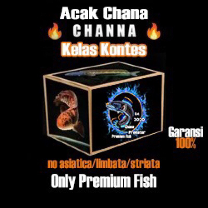 Chana box Bahan Kontes 5-20cm Viral Best Seller auranti