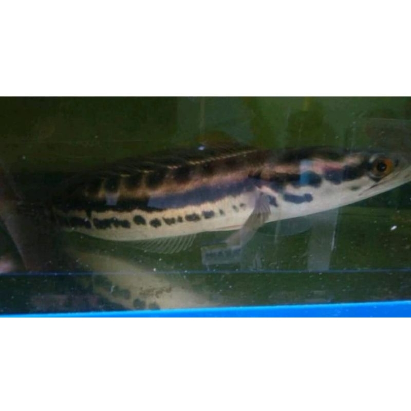 gabus toman 20 cm hiasan aquarium