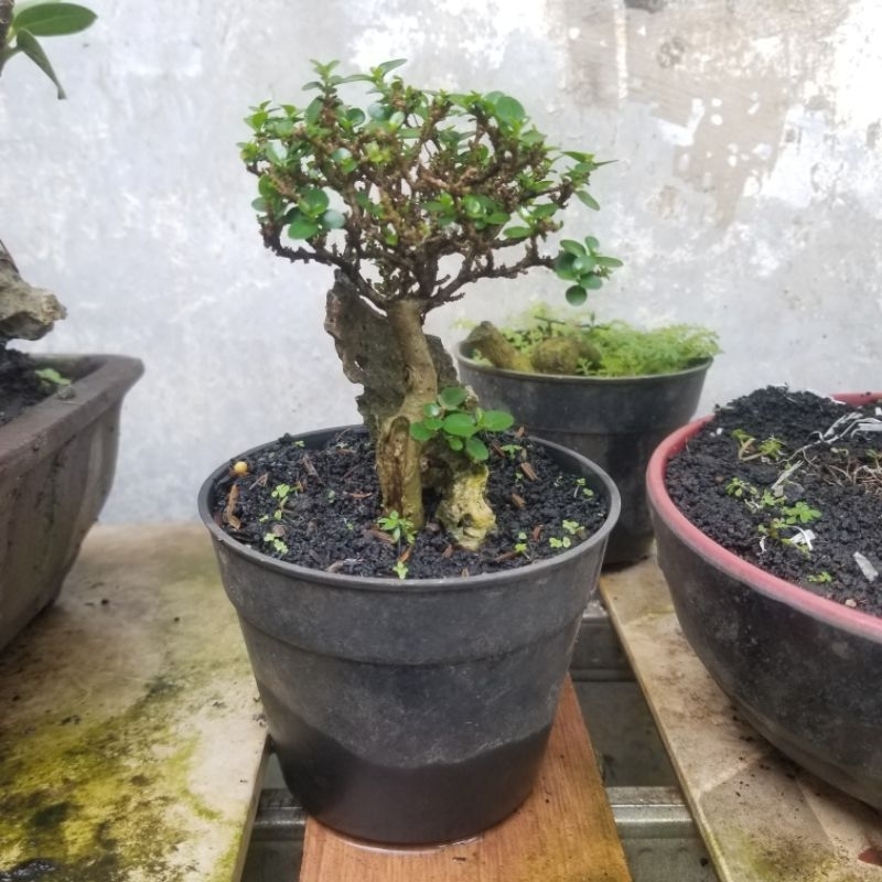 Bahan bonsai sancang