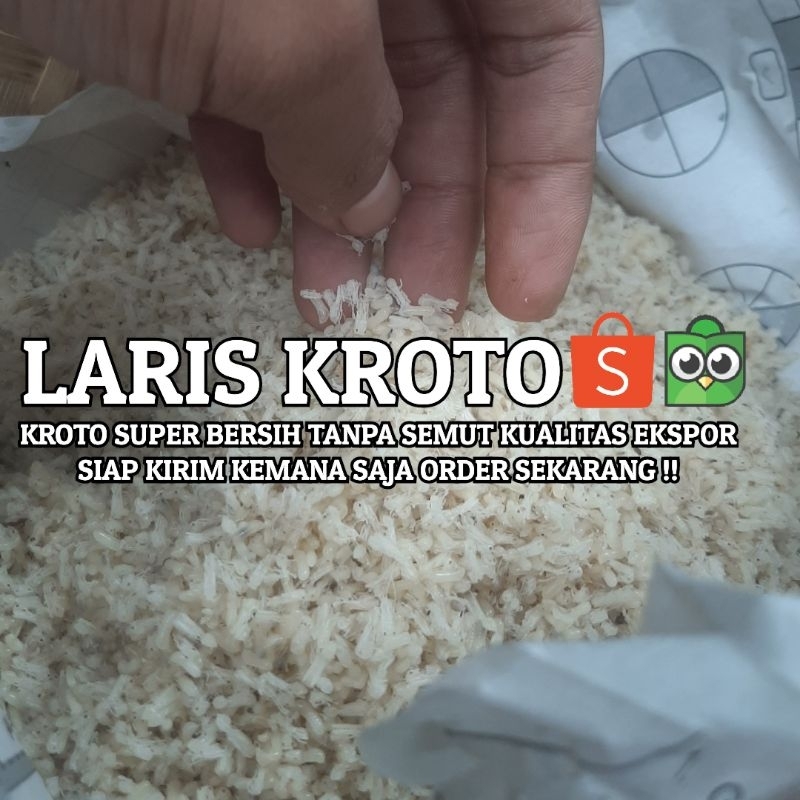 KROTO SUPER BERSIH 1 ONS TANPA SEMUT | ORDER DI APK SEBELAH YA : LARIS KROTO