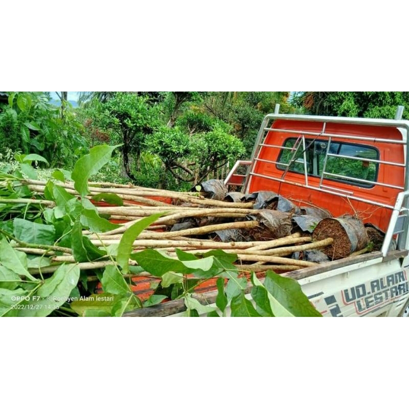 Bibit Bunga Tabebuya 1,5meter (isi 10 pohon)