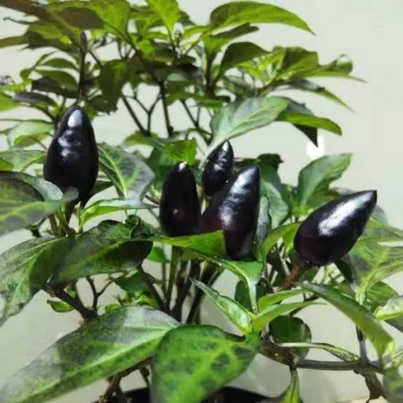 Benih unggul Benih biji cabai hias warna hitam cabe hitam