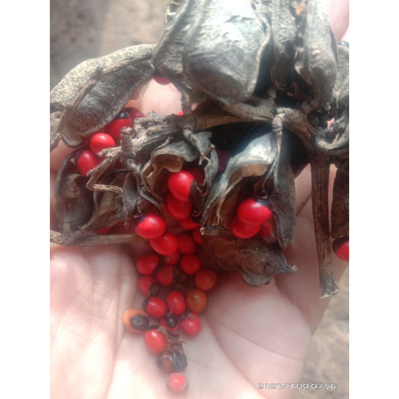 biji saga rambat 15 biji