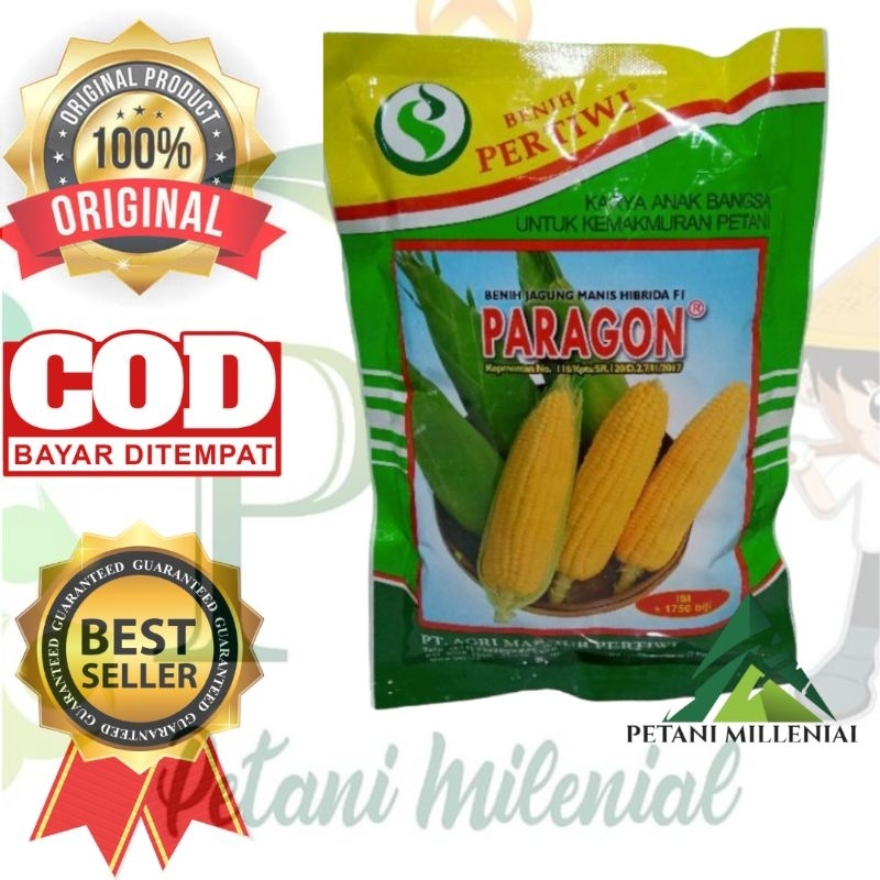 BENIH JAGUNG MANIS PARAGON - BIBIT JAGUNG MANIS PERTIWI