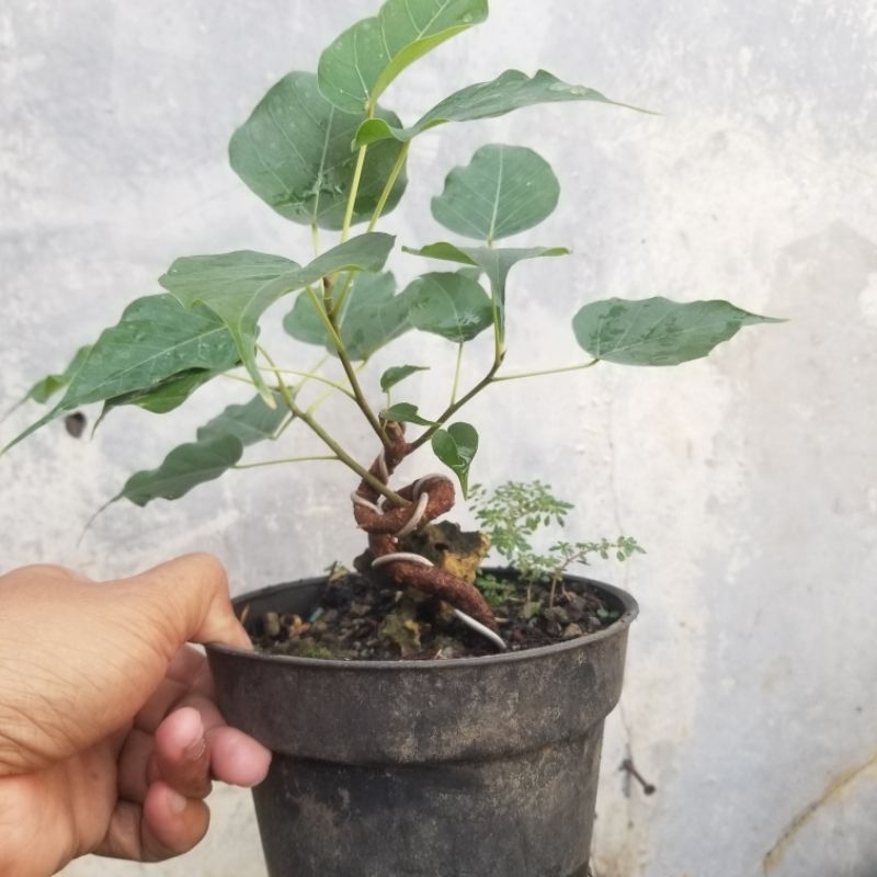 Bahan bonsai ficus bodhi