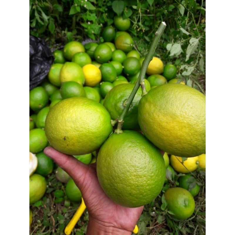 

JERUK LEMON FRESH CALIFORNIA MURAH DAN BERKUALITAS