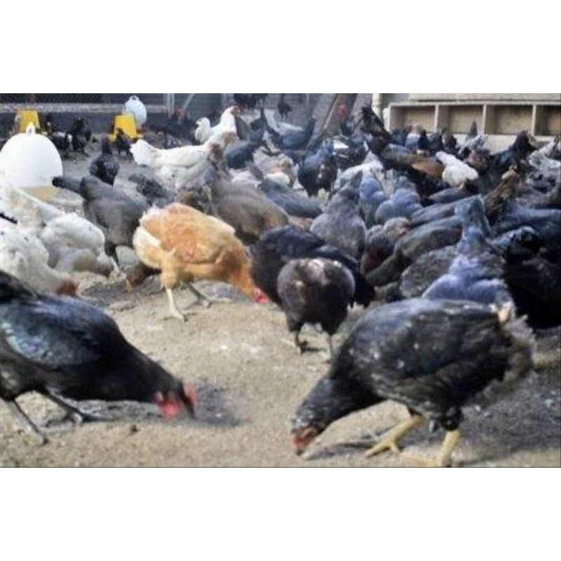 

telur ayam kup kampung unggul untuk di tetaskan