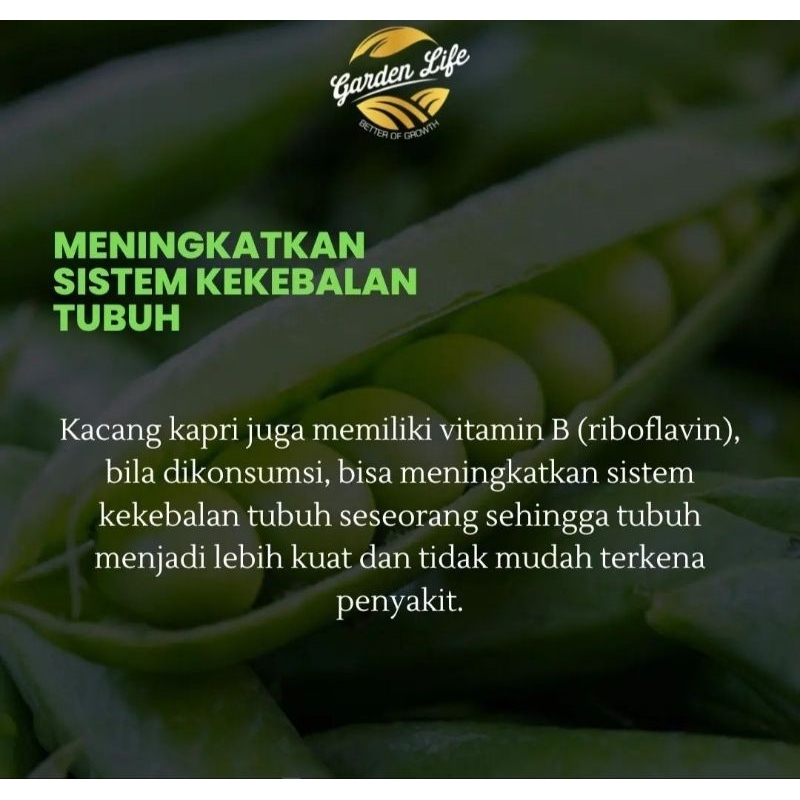 

kacang kapri ijo