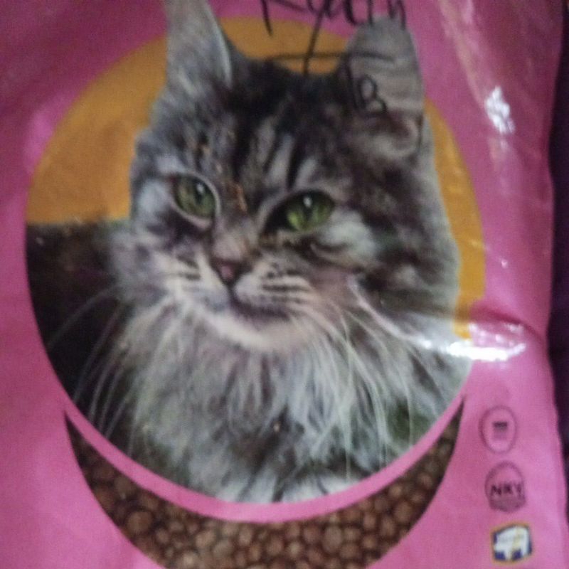 makanan untuk kucing jalanan