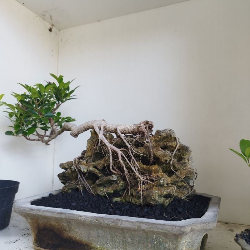 Bonsai Kimeng On the rock