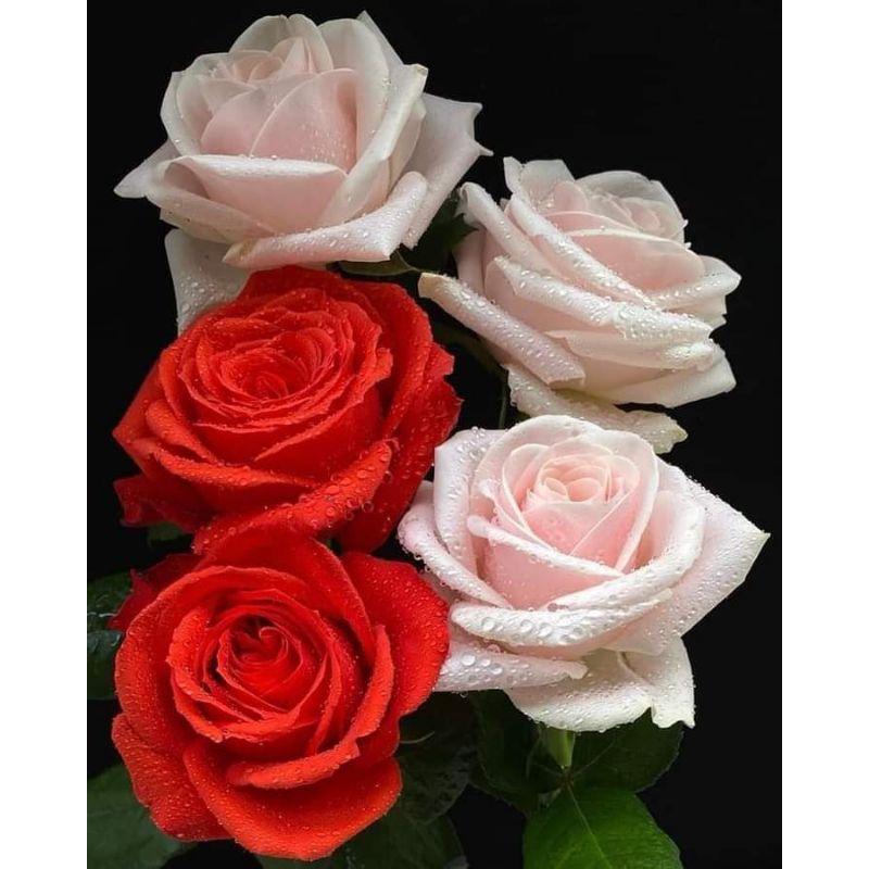 Poster Cetak, BUNGA MAWAR, Ukuran JUMBO, 100x70cm DAN 150x100cm/Hiasan Dinding/Lukisan Cetak/TANPA B