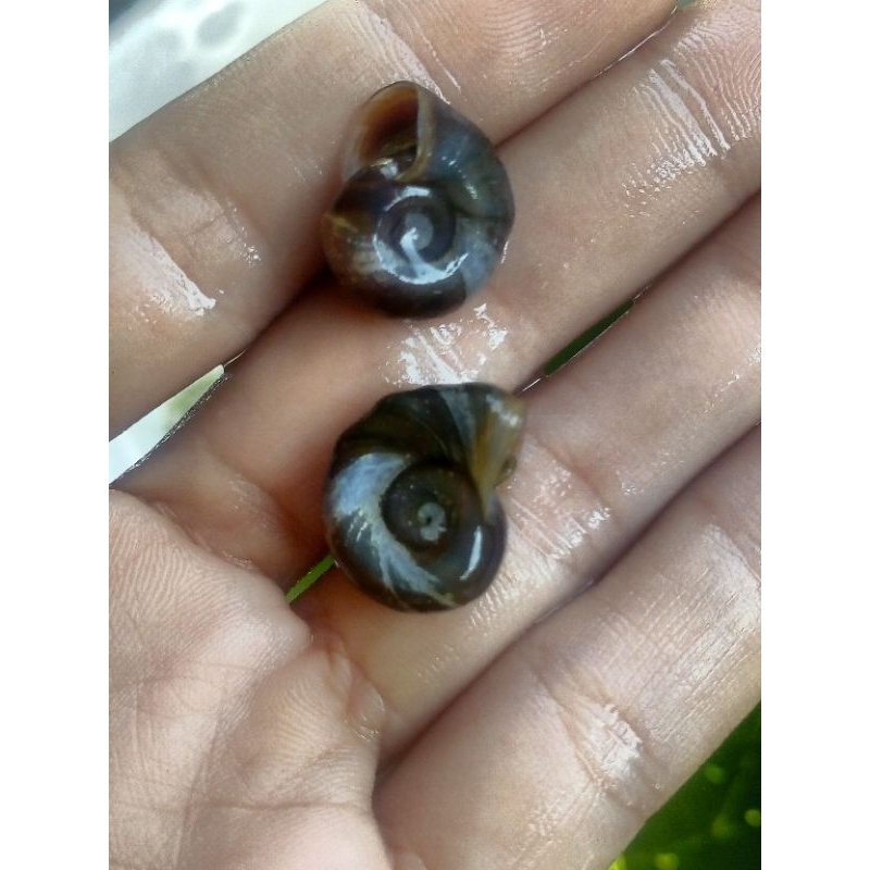 keong hias aquarium air tawar aquascape pembersih lumut kotoran