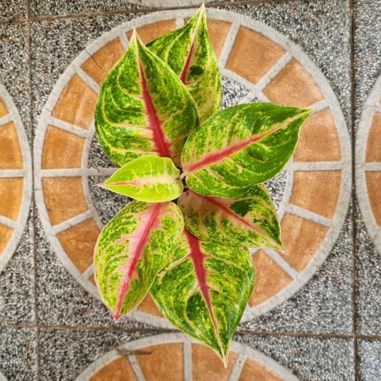 Aglonema Jamila Jackpot