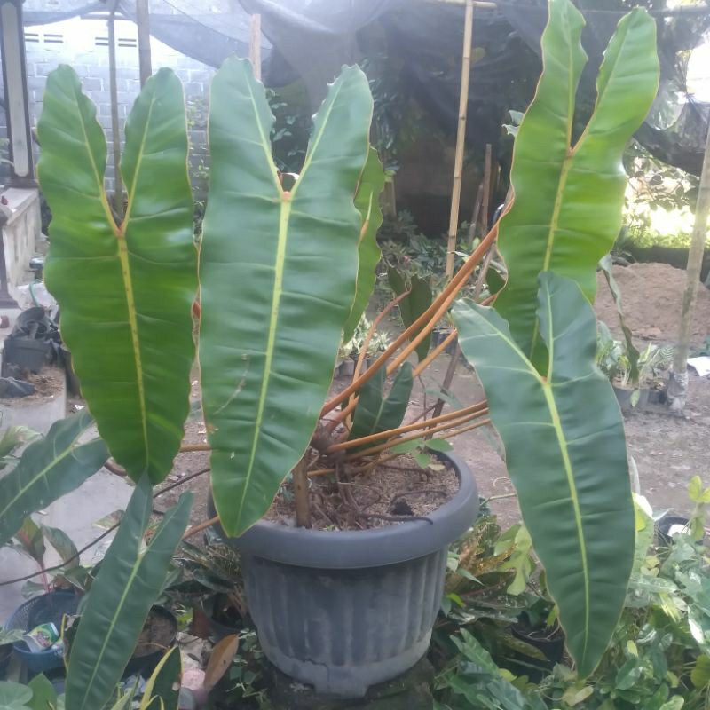 tanaman hias philodendron billietiae/kabel busi ori