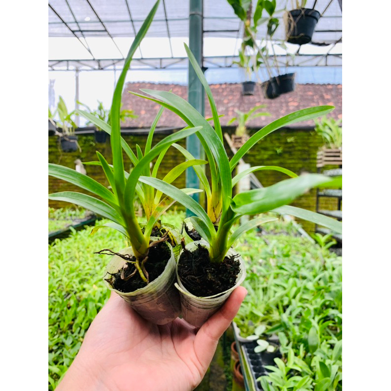 Paket Grammatophyllum speciosum Sp