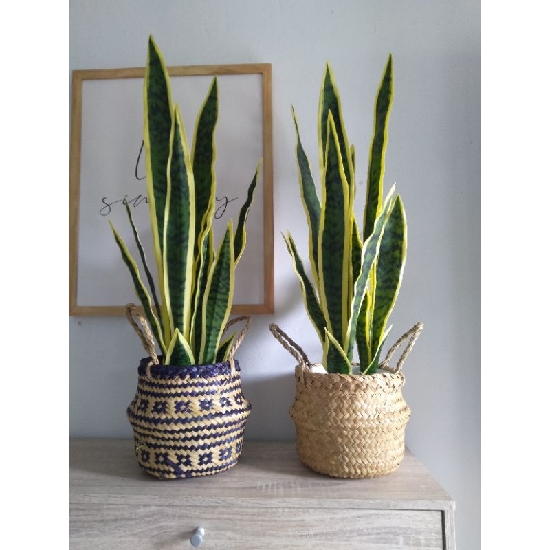 tanaman artifisial lidah mertua