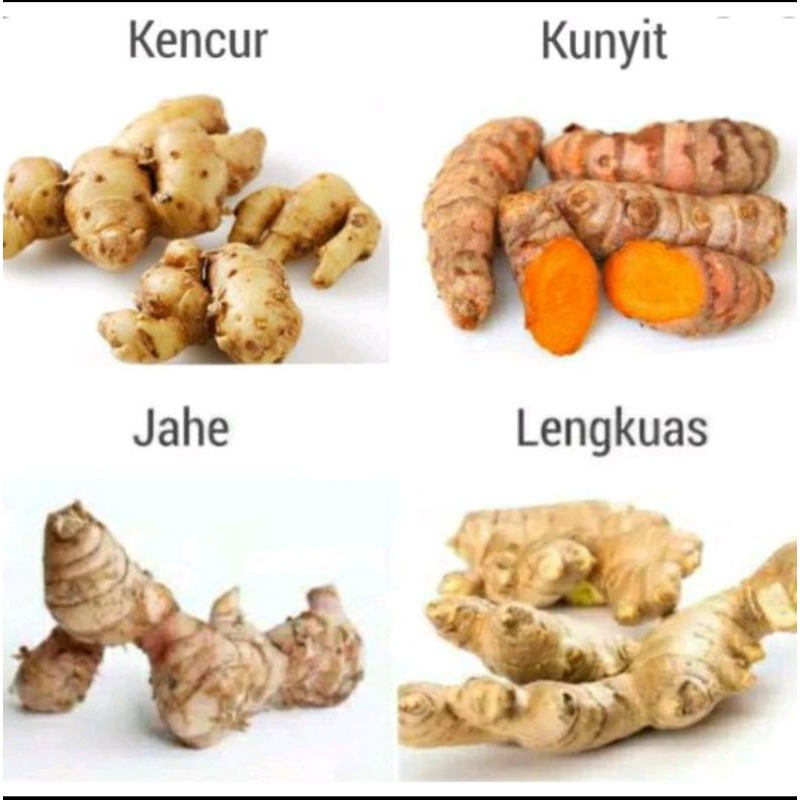 

Jahe / Kunyit / Lengkuas / Kencur Segar 1 paket