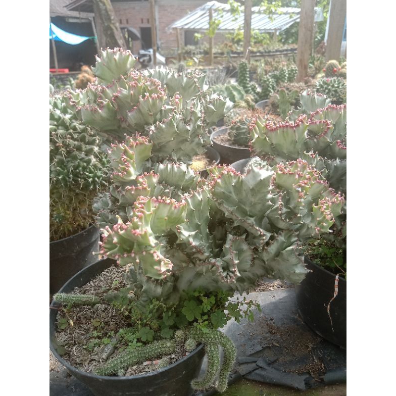 Euphorbia lactea cristata/kaktus ownroot/kaktus murah/kaktus pasaman