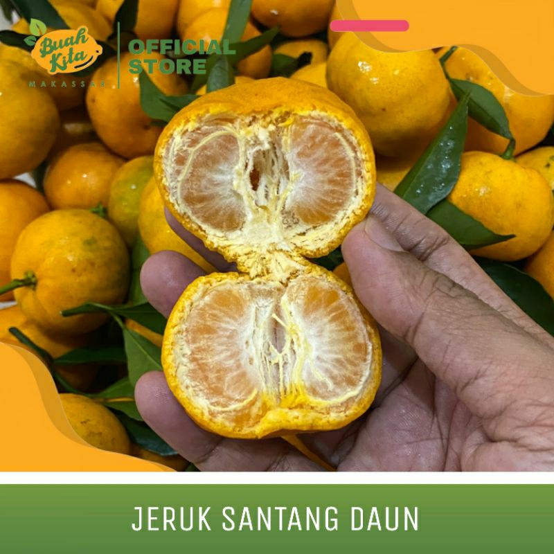 

JERUK SANTANG DAUN IMPORT