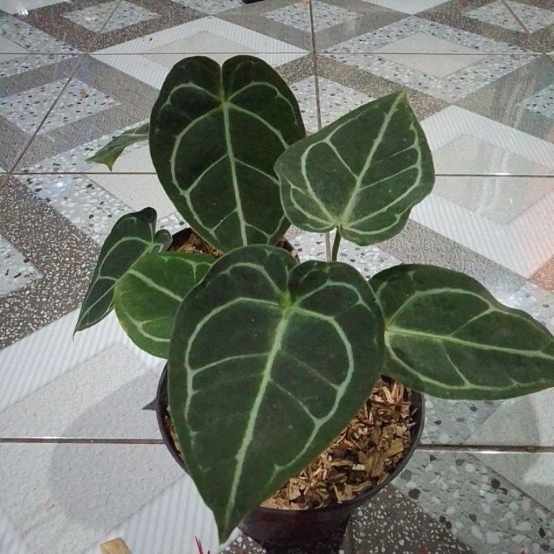 anthurium hybrid