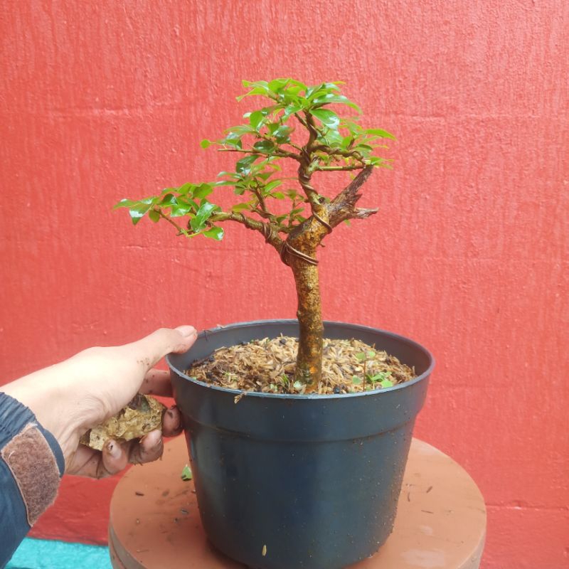 bonsai kaliage