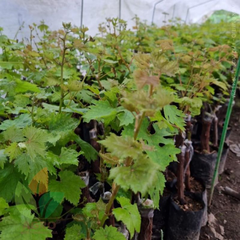 anggur red master dan isabella 30batang