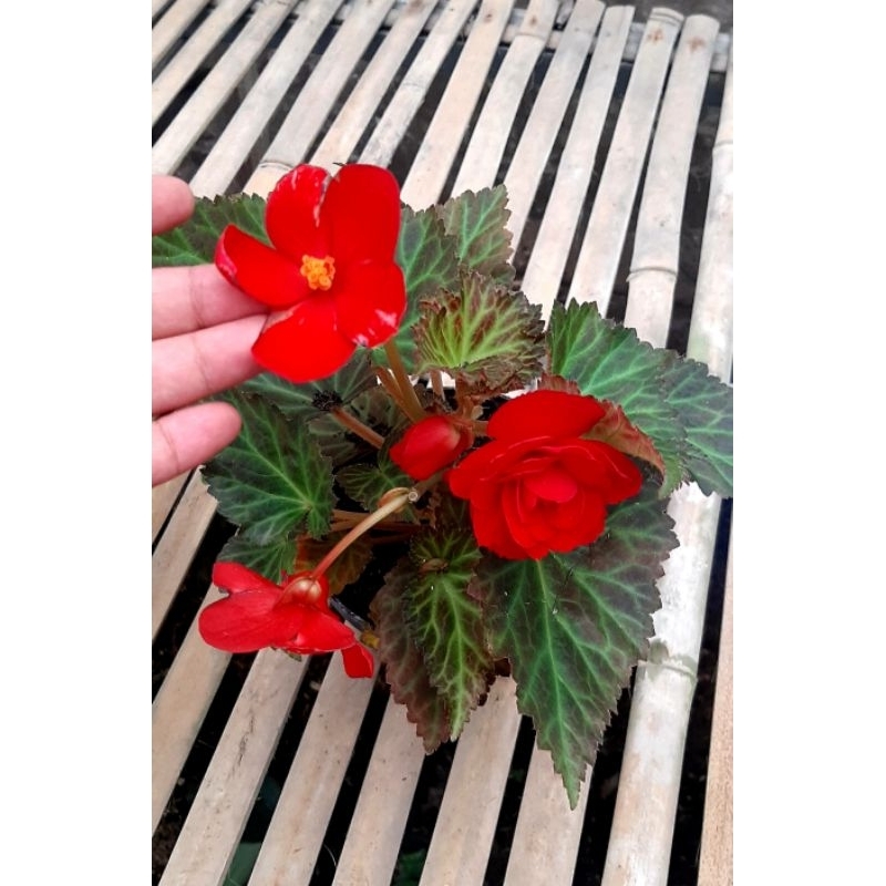 Begonia Mawar