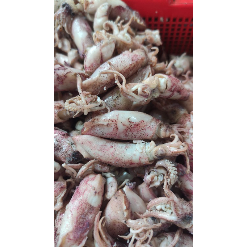 

IKAN ASIN CUMI SOTONG SUPER