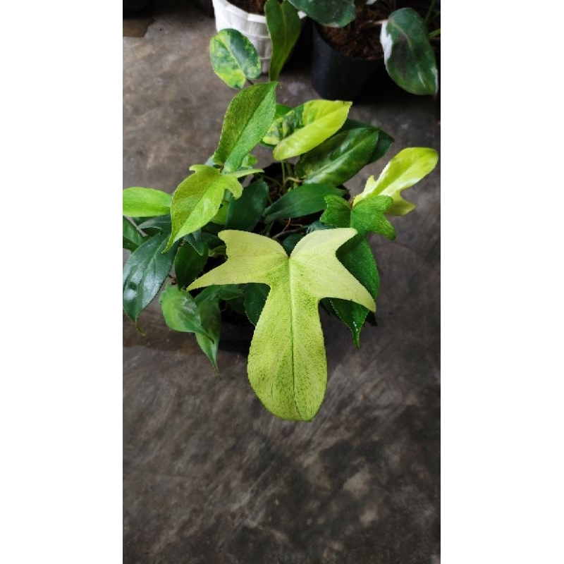 Philodendron Florida ghost mint