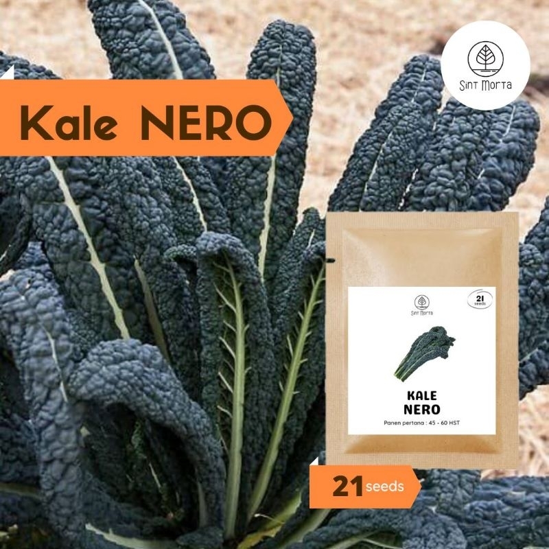Benih KALE NERO 21 seeds - Biji Sayur