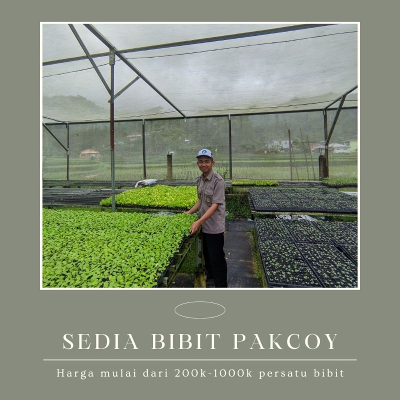 bibit pakcoy