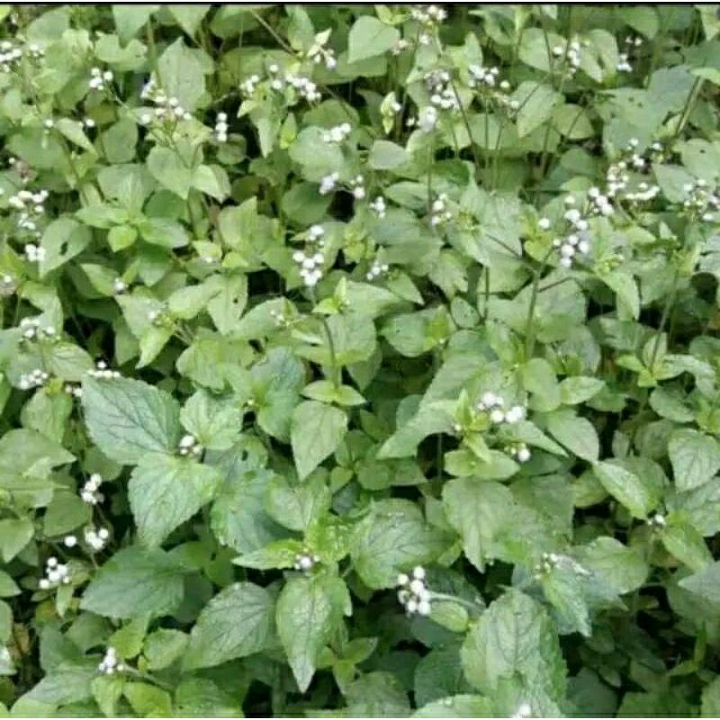 

DAUN BADOTAN/BABADOTAN ORGANIK SEGAR 300gr