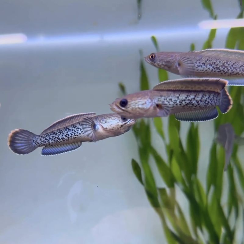 Stewarti 6-7cm grade A++ full dot free stiker