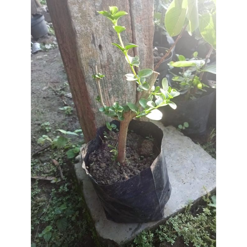 Bonsai Sancang mame|bahan bonsai