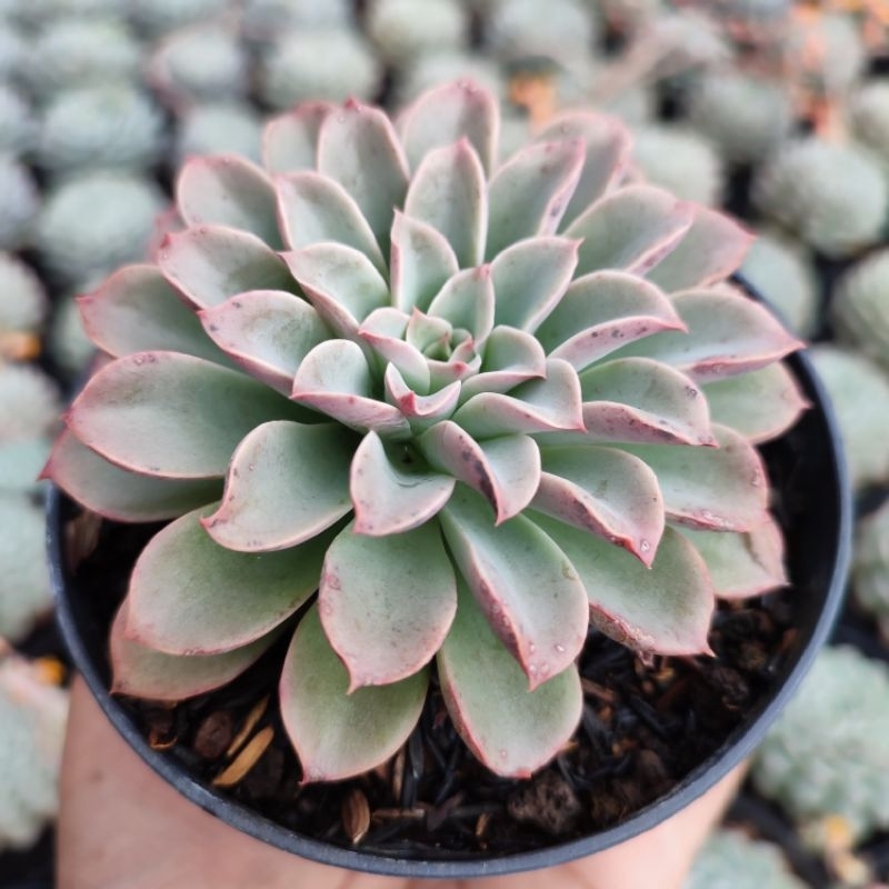 Echeveria Fantastic Fountain | DP 10cm