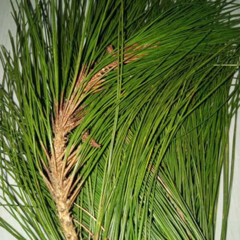 

daun pinus segar baru petik 500gram
