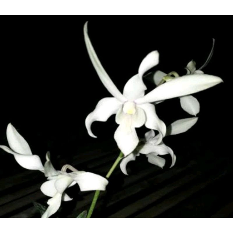 Pra Remaja Dendrobium capung bali