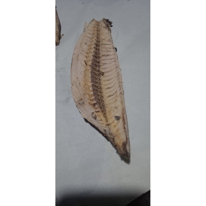 

Ikan Tongkol potong -+185