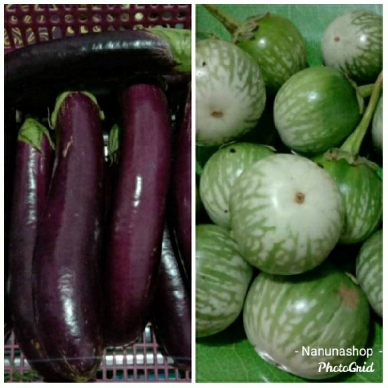 

Terong ungu dan terong hijau segar