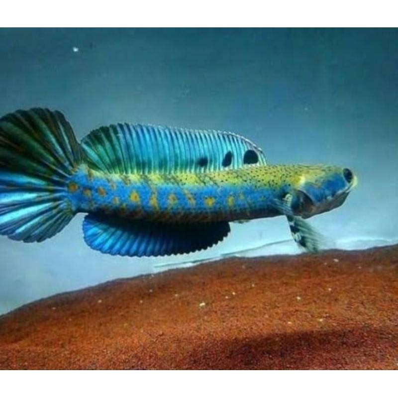 

channa blue pulcra 9 11 singgel tank