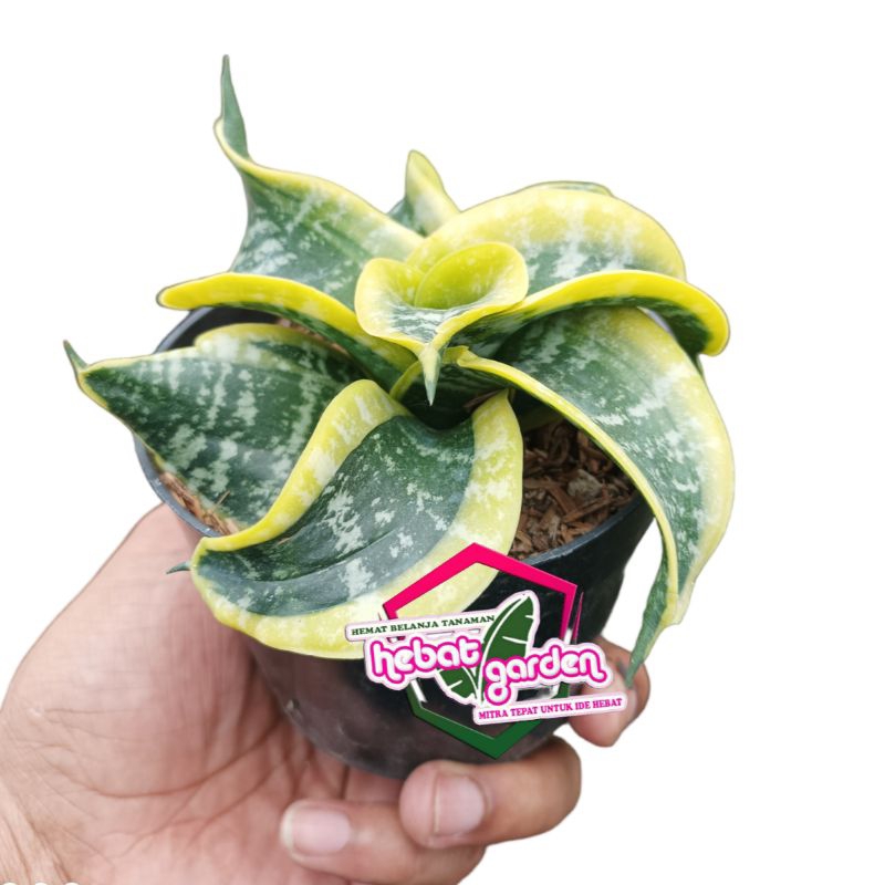 sensivera twister - sansevieria Tsunami