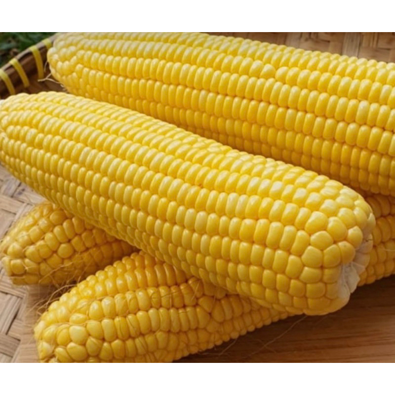 

Jagung Segar