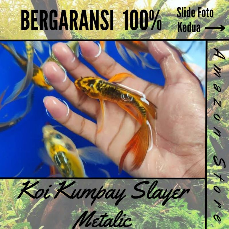 Ikan Koi Kumpay Metalic Slayer