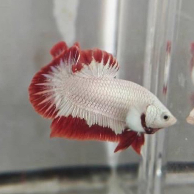 Cupang Red dragon snow greed A