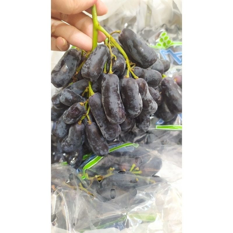 

Anggur Sweet Sapphire Buah Anggur Hitam Anggur Jari Moondrop Saphire
